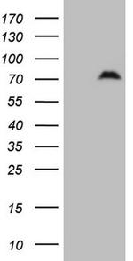 SPP1 Antibody in Western Blot (WB)