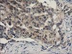 SPR Antibody in Immunohistochemistry (Paraffin) (IHC (P))