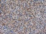 SPR Antibody in Immunohistochemistry (Paraffin) (IHC (P))