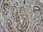 SPR Antibody in Immunohistochemistry (Paraffin) (IHC (P))