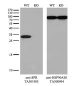 SPR Antibody in Western Blot (WB)