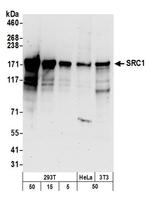 SRC1 Antibody in Western Blot (WB)