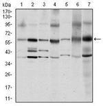 SRC Antibody in Western Blot (WB)