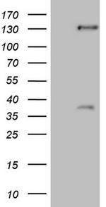 SREBF2 Antibody in Western Blot (WB)