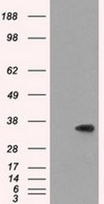 SRR Antibody in Western Blot (WB)