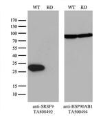 SRSF9 Antibody in Western Blot (WB)