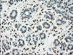 SSB Antibody in Immunohistochemistry (Paraffin) (IHC (P))