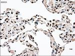 SSB Antibody in Immunohistochemistry (Paraffin) (IHC (P))