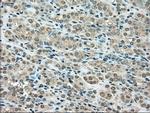 SSB Antibody in Immunohistochemistry (Paraffin) (IHC (P))