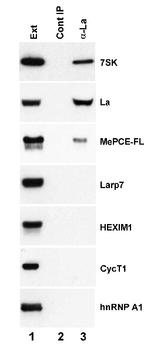 SSB Antibody in Immunoprecipitation (IP)