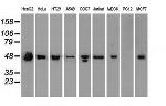 SSB Antibody in Western Blot (WB)