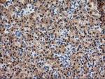 SSR1 Antibody in Immunohistochemistry (Paraffin) (IHC (P))