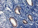 SSR1 Antibody in Immunohistochemistry (Paraffin) (IHC (P))