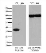 SSR1 Antibody in Western Blot (WB)