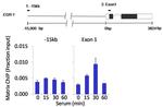 SSRP1 Antibody in ChIP Assay (ChIP)