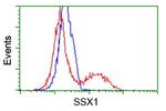 SSX1 Antibody in Flow Cytometry (Flow)