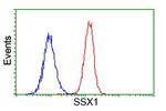 SSX1 Antibody in Flow Cytometry (Flow)