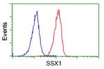 SSX1 Antibody in Flow Cytometry (Flow)