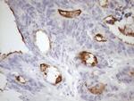 SSX2IP Antibody in Immunohistochemistry (Paraffin) (IHC (P))