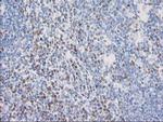 STAT4 Antibody in Immunohistochemistry (Paraffin) (IHC (P))