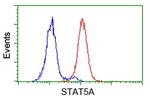 STAT5A Antibody in Flow Cytometry (Flow)