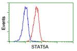 STAT5A Antibody in Flow Cytometry (Flow)