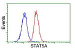 STAT5A Antibody in Flow Cytometry (Flow)