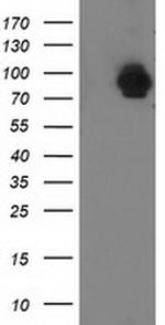 STAT5A Antibody in Western Blot (WB)