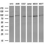 STAT5A Antibody in Western Blot (WB)