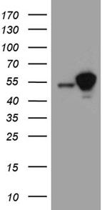 STAU1 Antibody in Western Blot (WB)