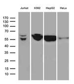 STAU1 Antibody in Western Blot (WB)