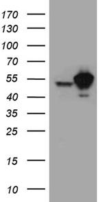 STAU1 Antibody in Western Blot (WB)