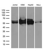 STAU1 Antibody in Western Blot (WB)