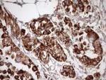 STOML2 Antibody in Immunohistochemistry (Paraffin) (IHC (P))