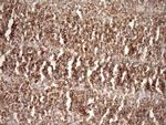 STOML2 Antibody in Immunohistochemistry (Paraffin) (IHC (P))