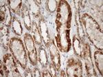 STOML2 Antibody in Immunohistochemistry (Paraffin) (IHC (P))