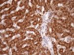 STOML2 Antibody in Immunohistochemistry (Paraffin) (IHC (P))