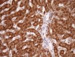 STOML2 Antibody in Immunohistochemistry (Paraffin) (IHC (P))