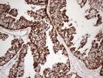 STOML2 Antibody in Immunohistochemistry (Paraffin) (IHC (P))