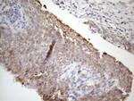 STOML2 Antibody in Immunohistochemistry (Paraffin) (IHC (P))