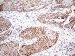 STOML2 Antibody in Immunohistochemistry (Paraffin) (IHC (P))