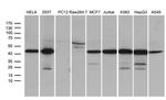 STX18 Antibody in Western Blot (WB)