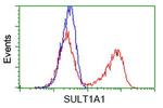 SULT1A1 Antibody in Flow Cytometry (Flow)