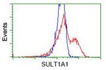 SULT1A1 Antibody in Flow Cytometry (Flow)