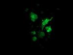 SULT1A1 Antibody in Immunocytochemistry (ICC/IF)