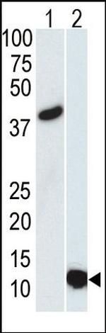 SUMO-3 Antibody in Western Blot (WB)