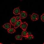 SUZ12 Antibody in Immunocytochemistry (ICC/IF)