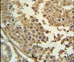 Synapsin 3 Antibody in Immunohistochemistry (IHC)