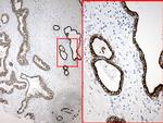 SYNE1 Antibody in Immunohistochemistry (Paraffin) (IHC (P))