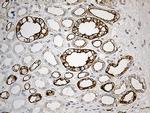 SYNE1 Antibody in Immunohistochemistry (Paraffin) (IHC (P))